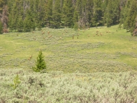 Large Elk Herd